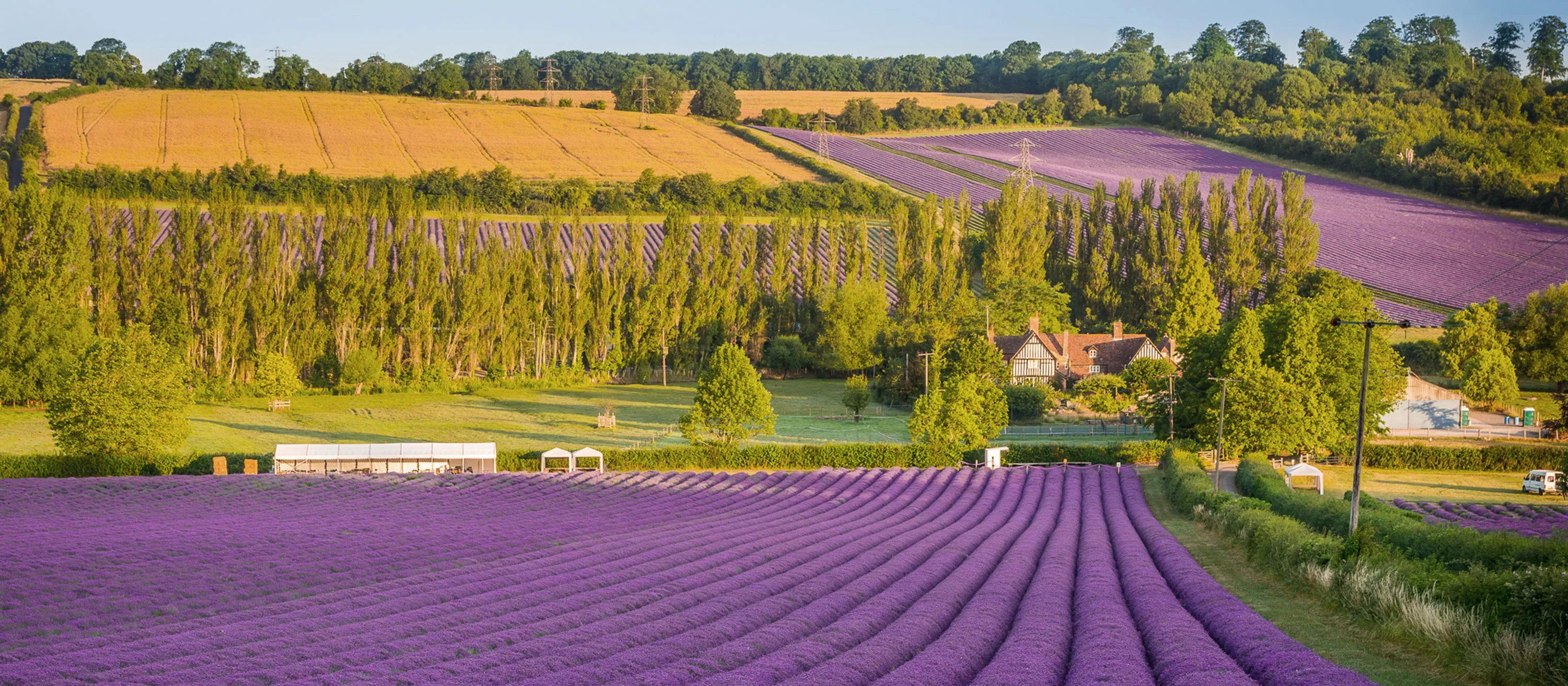 levandule_pole_blog_clanek